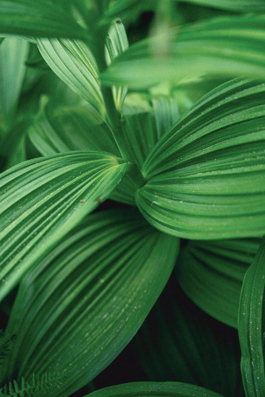 close up photograph of green leaves