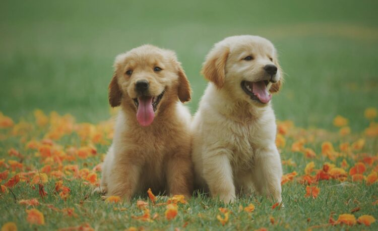 two yellow labrador retriever puppies