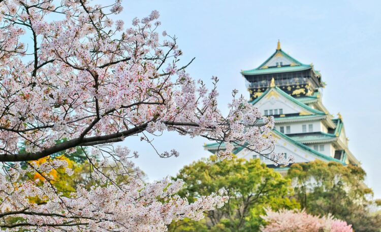 close up photography of cherry blossom tree