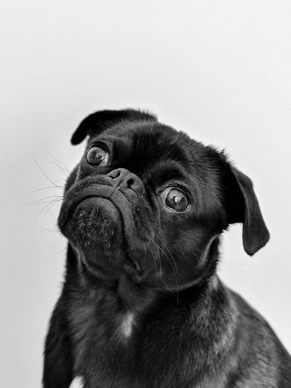 portrait photo of an adult black pug